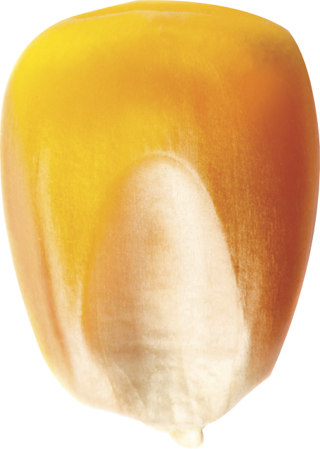 Corn