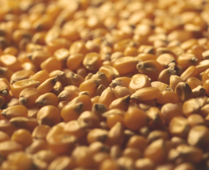Corn