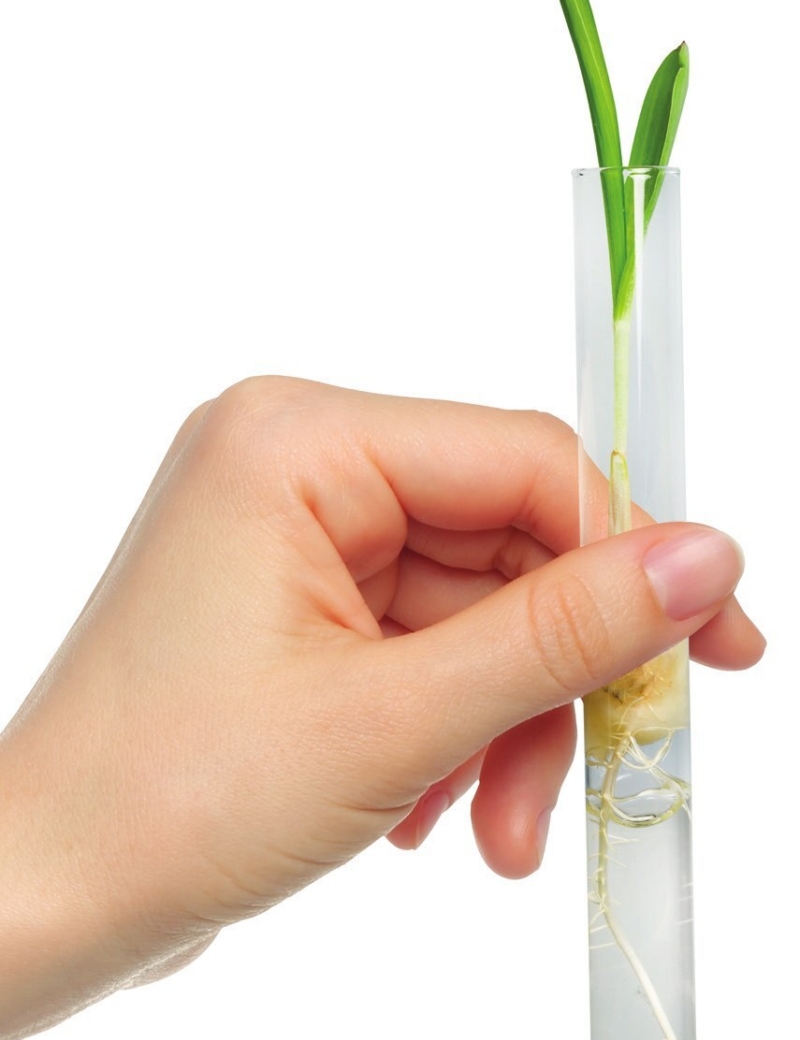 Test tube seedling