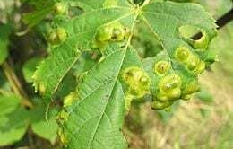 Gall midge activity