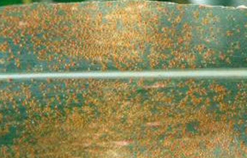 Southern rust spotted in eastern Corn Belt
