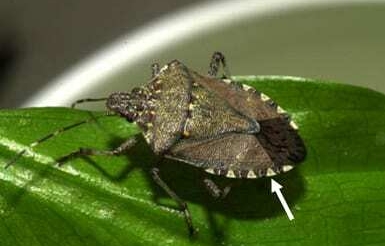 Stink bugs expand presence across Corn Belt