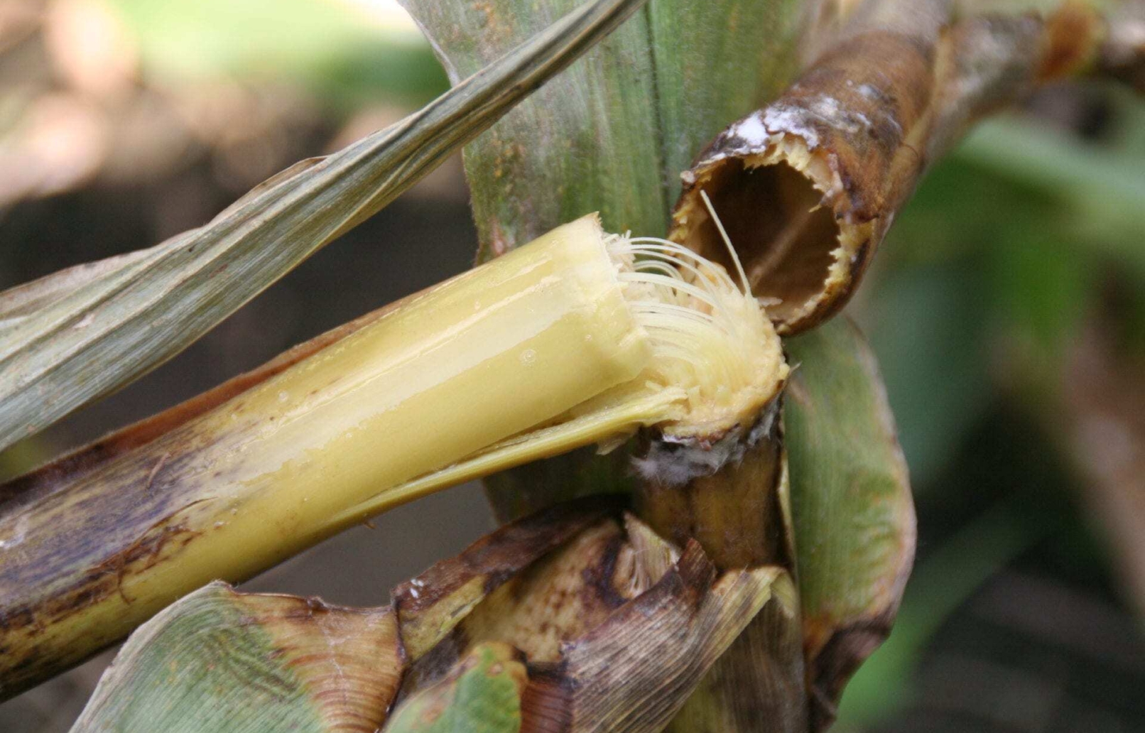 Bacterial stalk rot