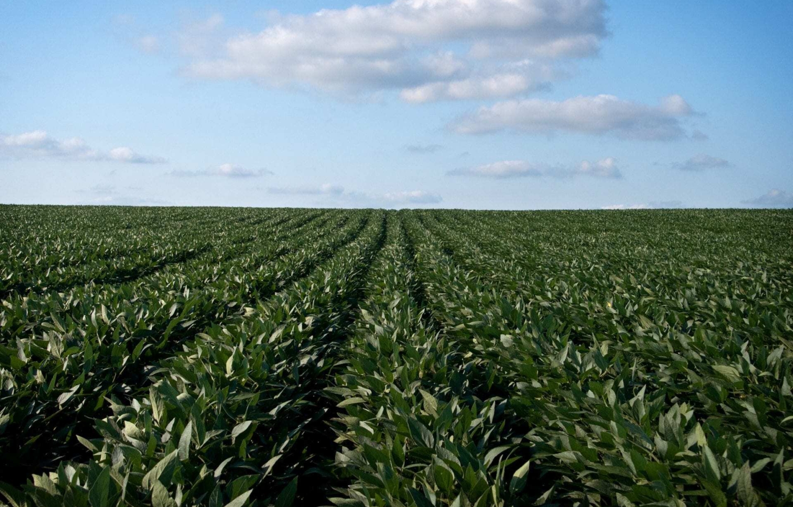 Nitrogen’s role in corn yield