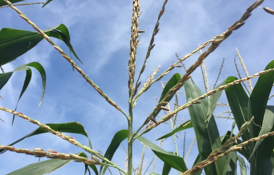What We Learned in 2020: Fungicides on Corn and Soybeans