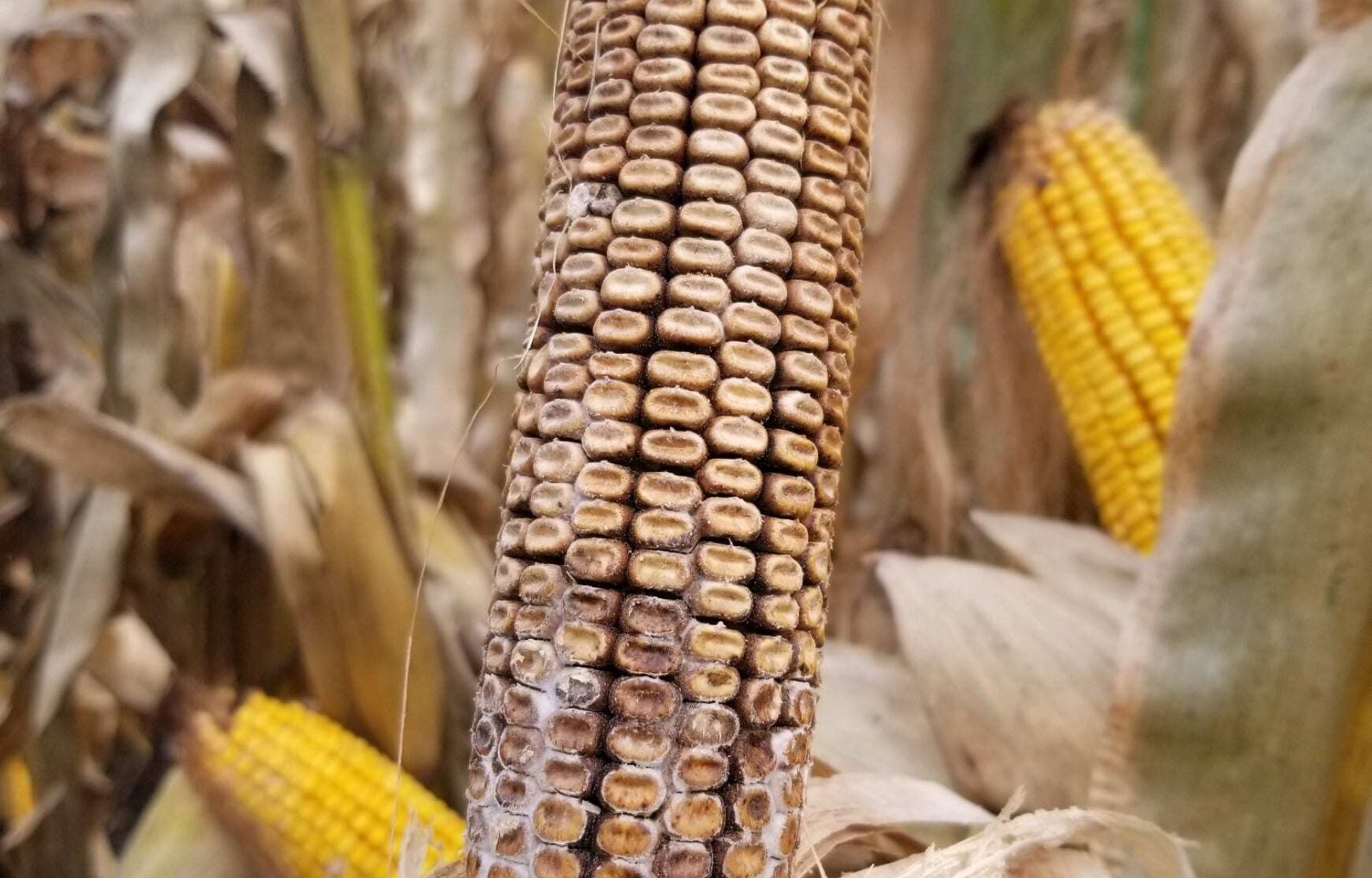 Ear rots reported across corn belt