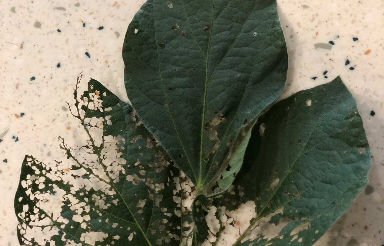 Japanese Beetles Move from Corn to Soybean Feeding