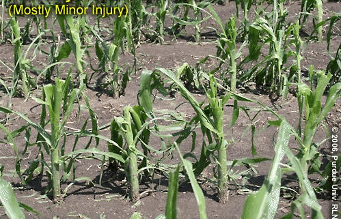 Assessing hail damage to corn fields