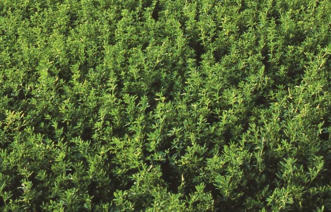 Best Practices for a Late-Summer Alfalfa Seeding