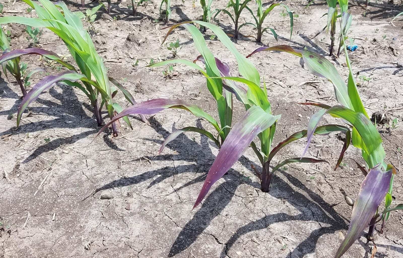 Will fallow syndrome affect your acres in 2020?