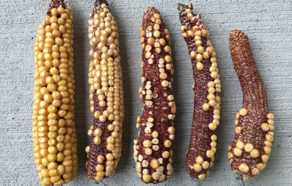 Prep for Harvest 2020: Look at kernel set