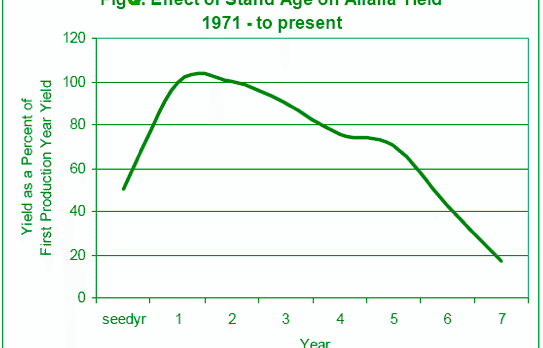 Consider late summer alfalfa seeding