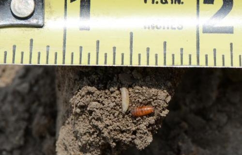 Conditions right for seedcorn maggot