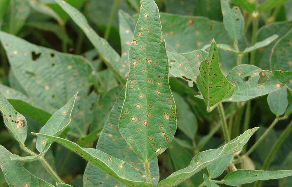 Conditions right for these soybean diseases