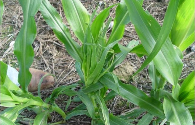 Stink bug populations mount