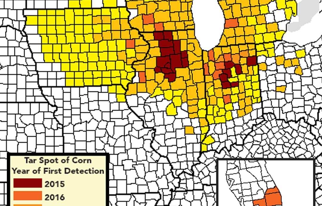 Tar spot continues to spread across the midwest
