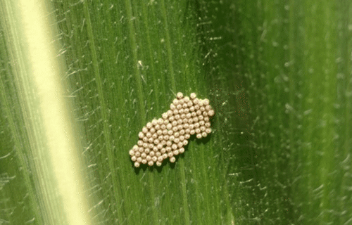 Scout for Western Bean Cutworm