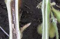 Brown stem rot symptoms visible in western corn belt