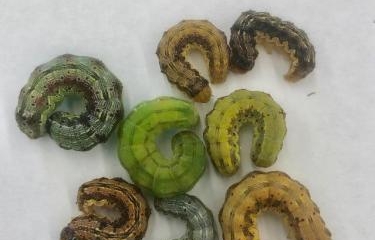 Expect late-season caterpillar infestations in corn