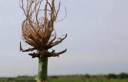 Begin scouting for pests