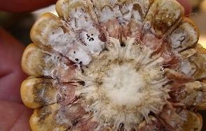Diplodia ear rot develops