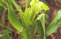 Look for fall army worms