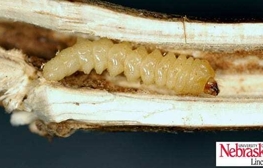 Heavy infestation of stem borer evident in Nebraska