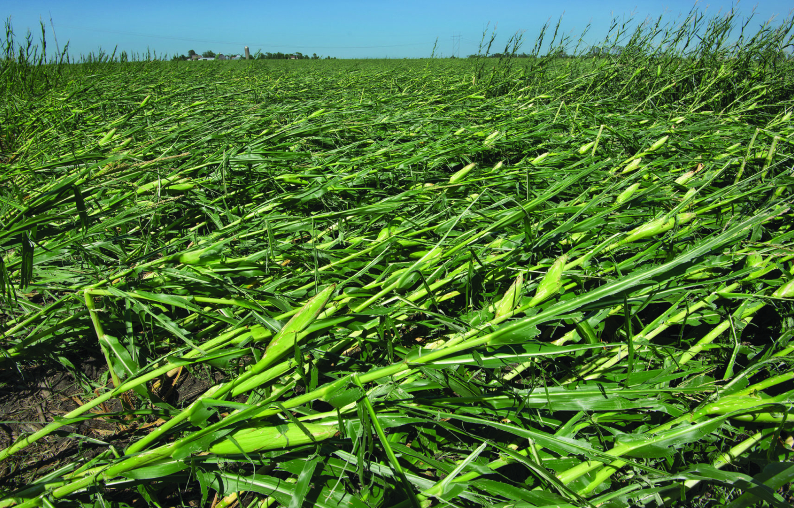 Late Season Agronomy & Pre-Harvest Checklist