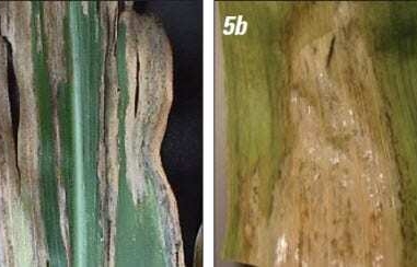 Goss’s wilt present