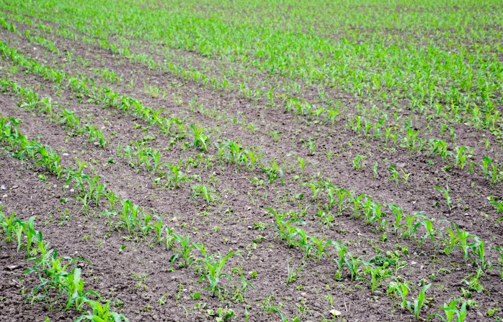 Early season cold stress and frost damage