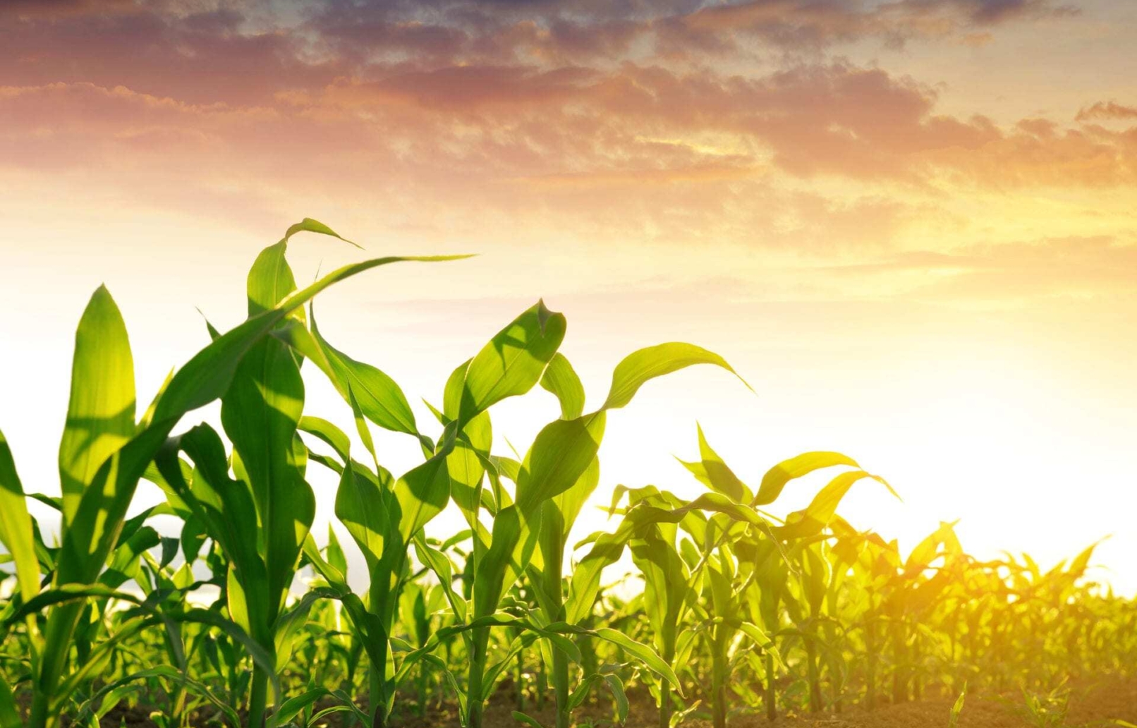 Unlocking yield potential with Qrome® products