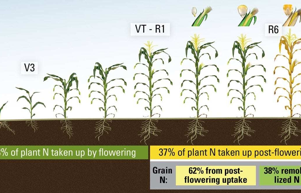 Nitrogen uptake in corn