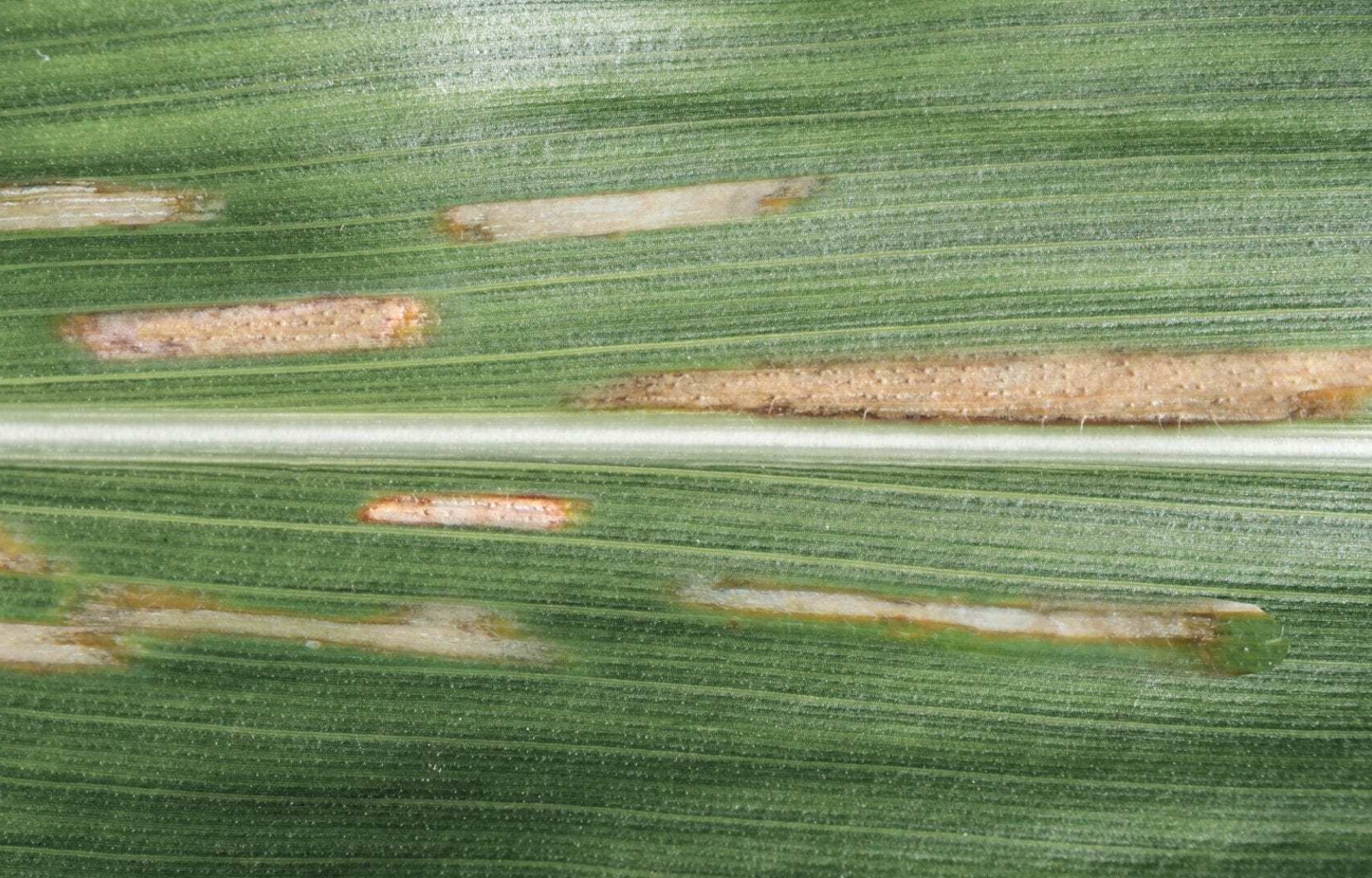 Now is the time to address Gray Leaf Spot, Anthracnose Leaf Blight