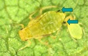 What’s Bugging You?