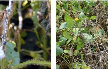 White mold fungicide application considerations