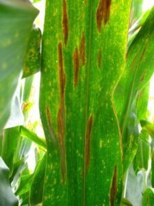 Northern Corn Leaf Blight