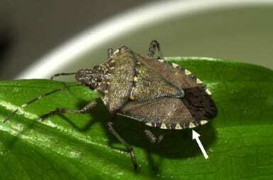 Stink bugs expand presence across Corn Belt