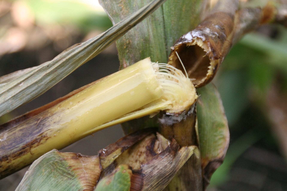 Bacterial stalk rot