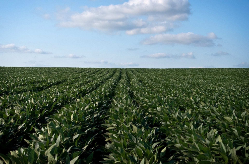 Nitrogen’s role in corn yield