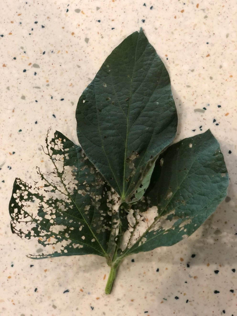 Japanese Beetles Move from Corn to Soybean Feeding