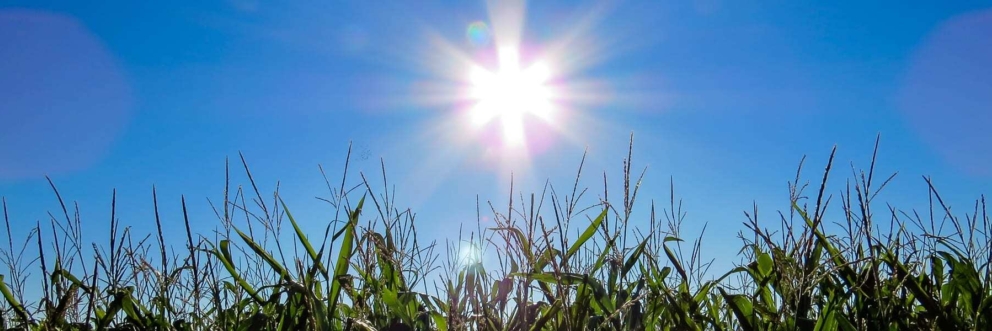 Don’t sweat the heat