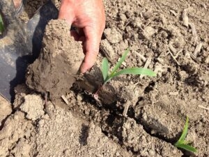 Springtime Corn Seedling Diseases – Part 3