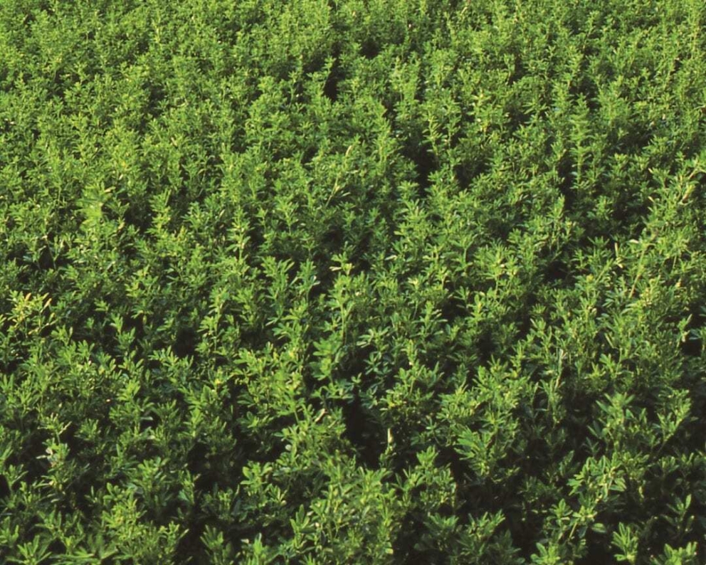 Best Practices for a Late-Summer Alfalfa Seeding