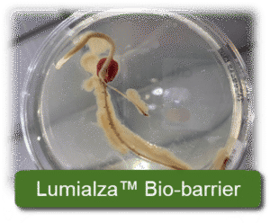 Nematicide seed treatments protect corn and soybeans from the start