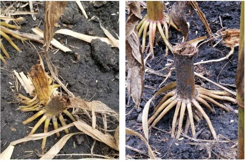 Physoderma stalk rot of corn