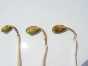Early Season Soybean Concerns – Part 2