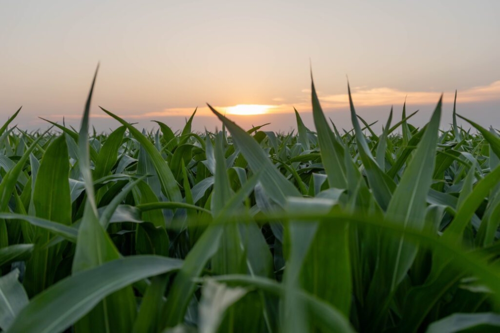 Critical Decision Making on Corn & Soybeans