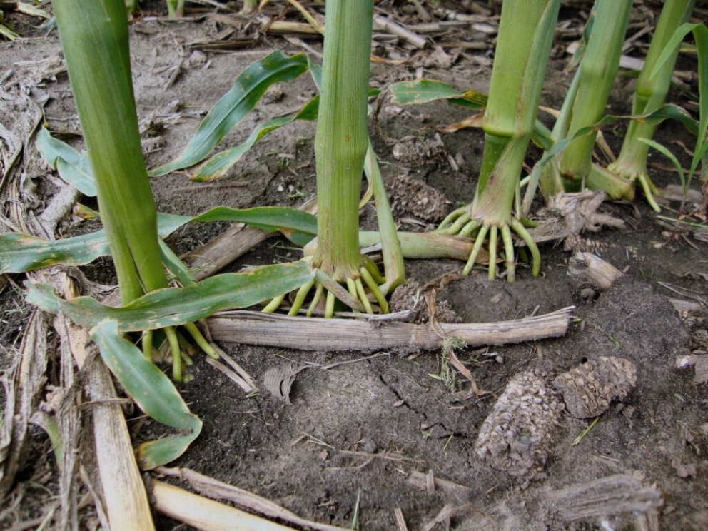 Benefits of strong brace roots