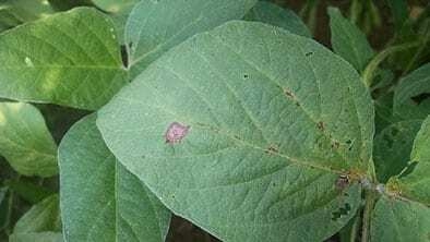 Target spot begins movement to midwest
