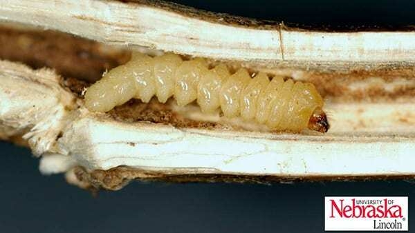 Heavy infestation of stem borer evident in Nebraska